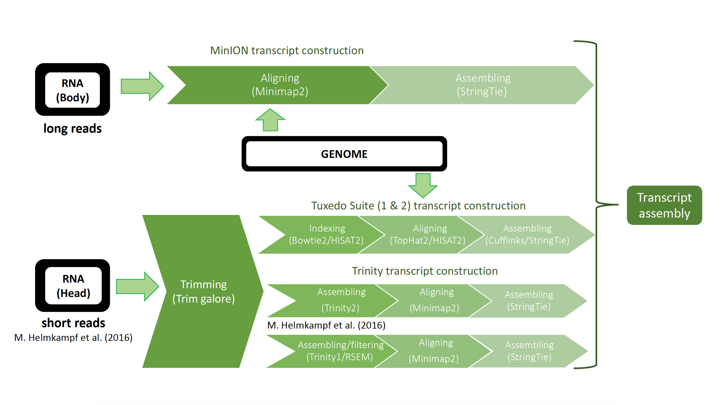 Transcriptome construction